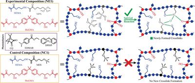 Synergistic enhancement of hydrophobic dental adhesives: autonomous strengthening, polymerization kinetics, and hydrolytic resistance